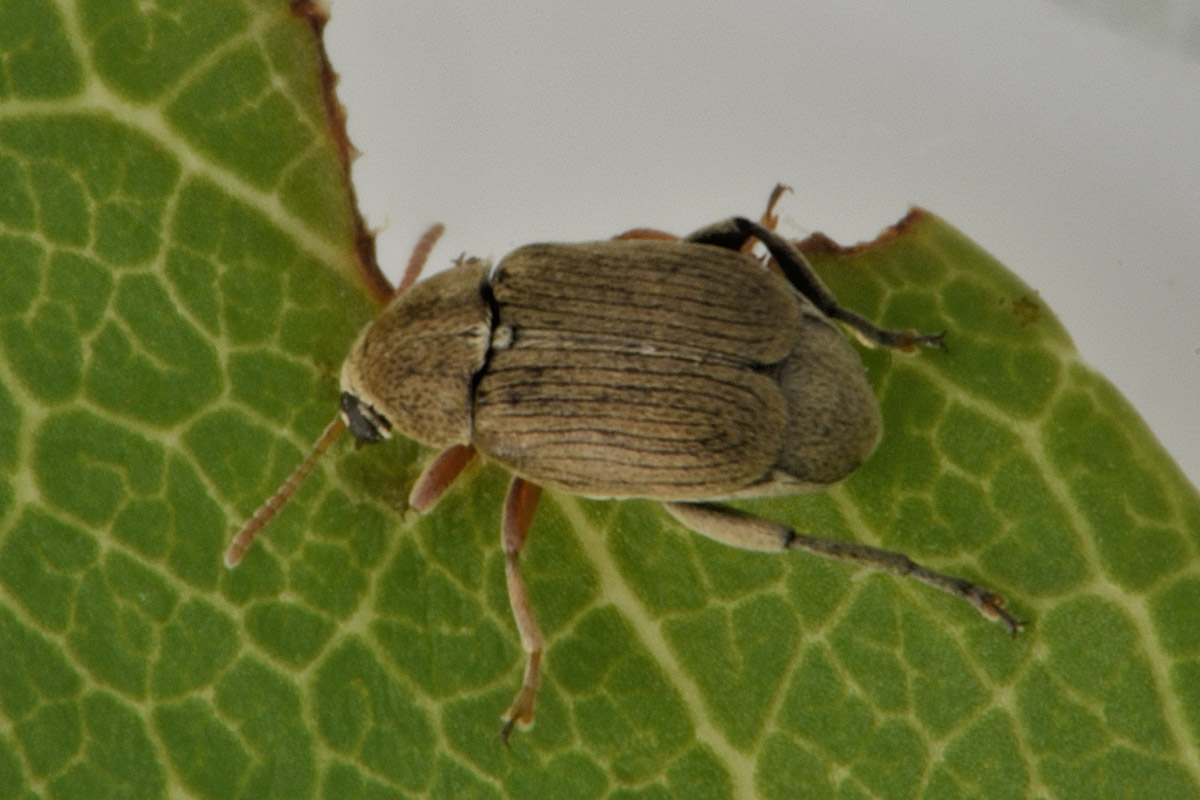 Chrysomelidae Bruchinae da id.:  Bruchidius cfr. terrenus